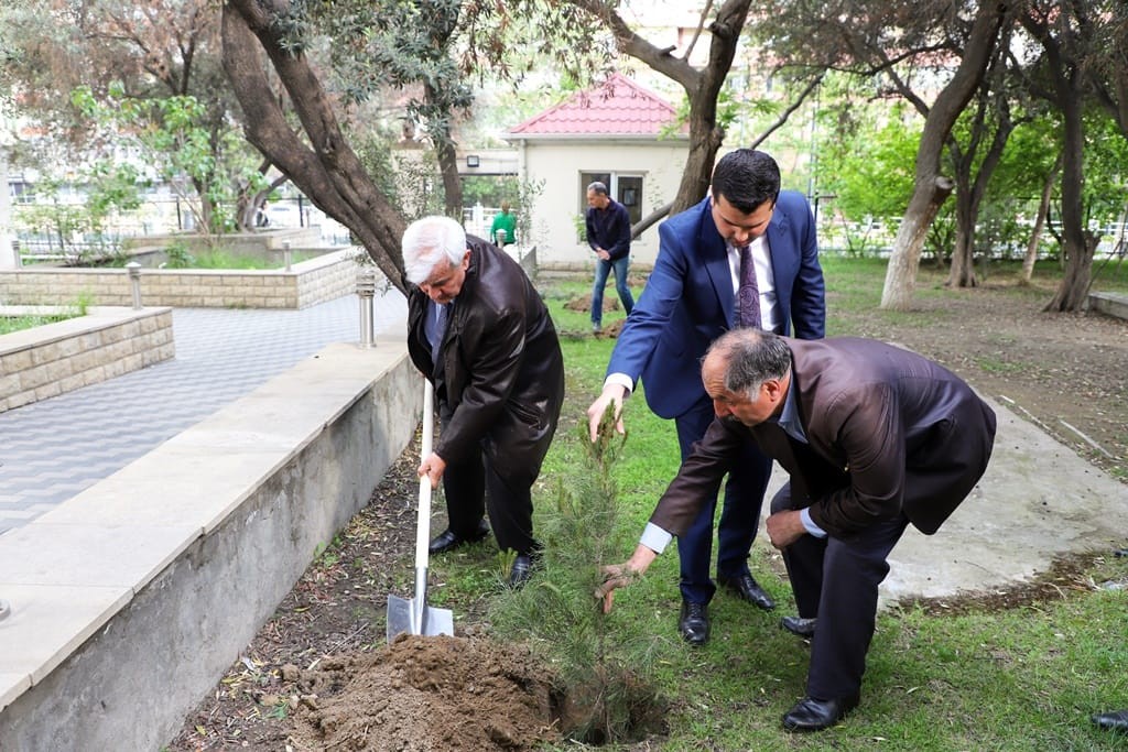 ADU-da ağacəkmə aksiyası keçirildi - FOTOLAR